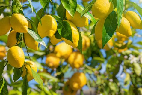 Delving into the Esoteric World of the Citrus Tree
